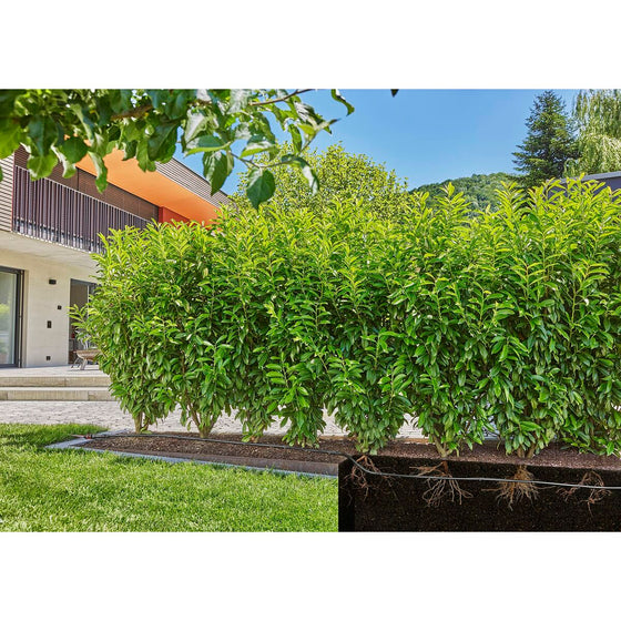 V5H30C85A8C5A955AFBC329AD48012846B2R7162843P8