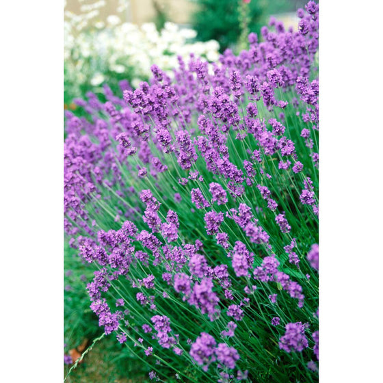 V3HE3C5C54AB40B8A6511DD81C89BC7C33ER5816122P8